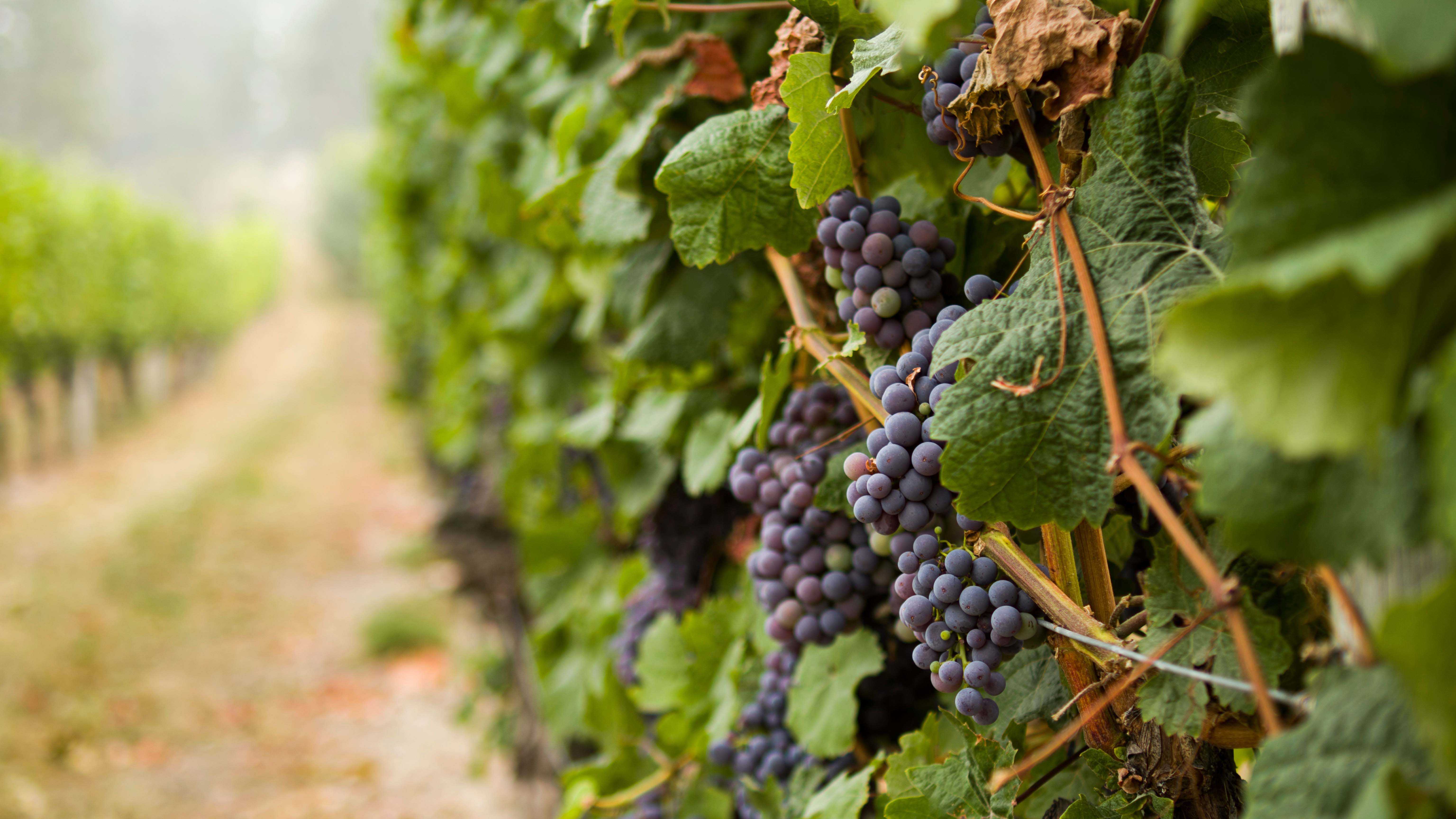 Grapes in a vineyard
